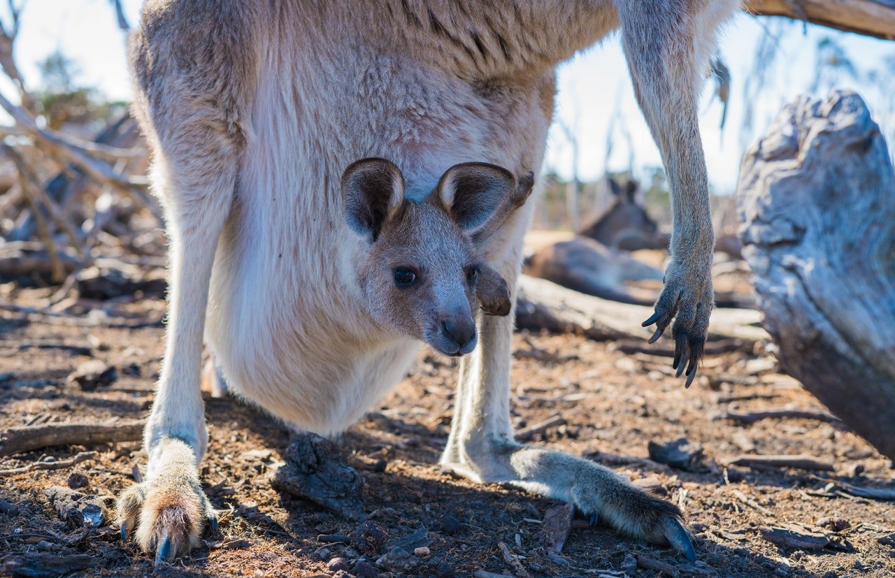 Le slip kangourou est-il le préféré des beaufs ?