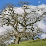 L’Arbre de Vie : pourquoi ce symbole universel nous fascine-t-il encore ?