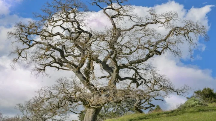 L’Arbre de Vie : pourquoi ce symbole universel nous fascine-t-il encore ?